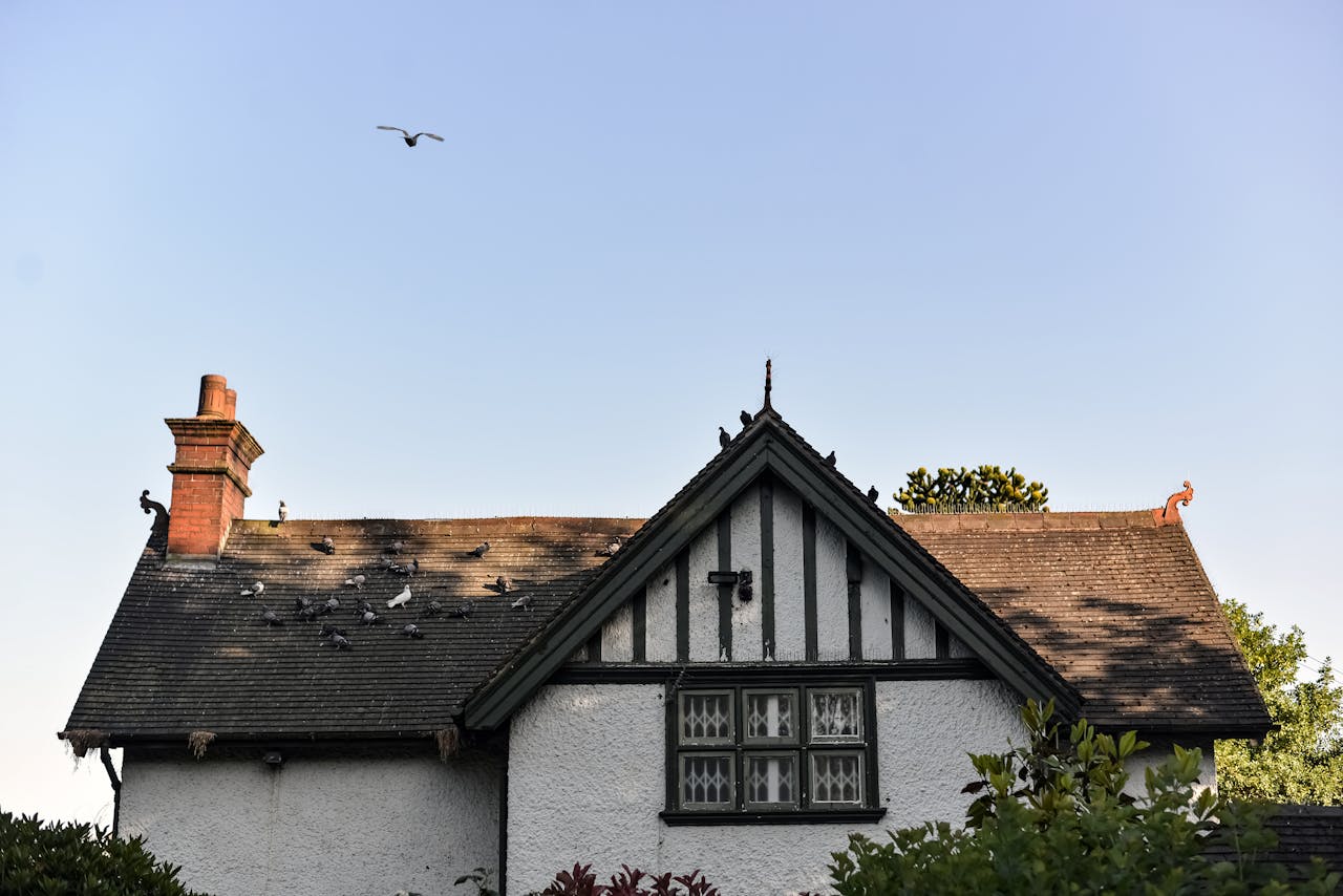 Birds on Roof of House in Village